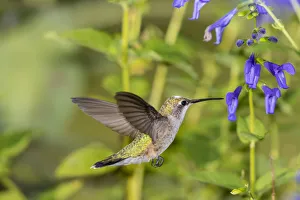 Ruby-throated Hummingbird (Archilochus colubris) at Blue Ensign Salvia
