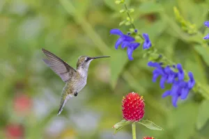 Images Dated 12th March 2021: Ruby-throated Hummingbird (Archilochus colubris) at Blue Ensign Salvia