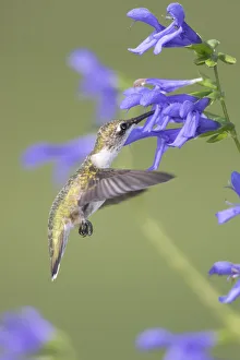 Ruby-throated Hummingbird (Archilochus colubris) at Blue Ensign Salvia