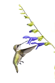 Ruby-throated Hummingbird (Archilochus colubris) on Blue Ensign Salvia (Salvia guaranitica