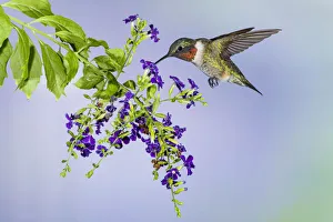 Images Dated 25th January 2021: Ruby-throated Hummingbird (Archilochus colubris) feeding