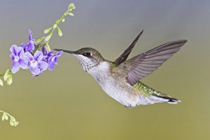 Images Dated 17th September 2010: Ruby-throated Hummingbird (Archilochus colubris) female feeding at Turks cap flower