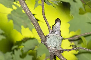 Images Dated 29th May 2020: Ruby-throated Hummingbird (Archilochus colubris) female feeding young at nest