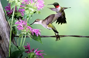 Ruby-throated Hummingbird (Archilochus colubris) female & male at Bee Balm (Monarda sp