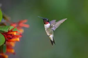Images Dated 6th November 2021: Ruby-throated Hummingbird (Archilochus colubris) flying