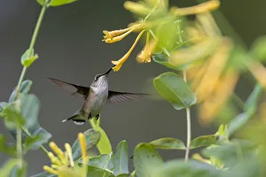 Images Dated 12th March 2021: Ruby-throated Hummingbird (Archilochus colubris) at honeysuckle (Lonicera sempervirens f)