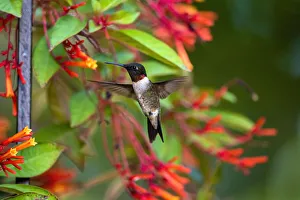 Ruby-throated Hummingbird (Archilochus colubris) hovering