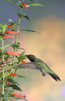 Images Dated 24th June 2004: Ruby-throated Hummingbird (Archilochus colubris) male on Cigar Plant (Cuphea ignea)
