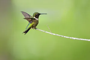 Images Dated 5th April 2018: Ruby-throated hummingbird (Archilochus colubris) male landing