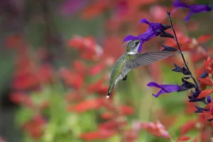 Images Dated 2017 August: Ruby-throated Hummingbird (Archilochus colubris) on Purple Majesty Salvia (Salvia