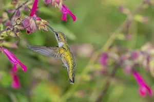 Ruby-throated Hummingbird (Archilochus colubris) at Salvia Fuchsia