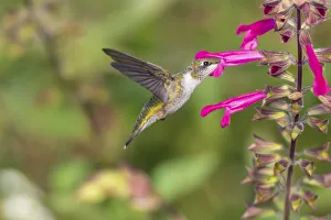 Ruby-throated Hummingbird (Archilochus colubris) at Salvia Fuchsia