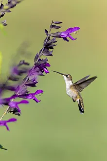 Ruby-throated Hummingbird (Archilochus colubris) at Salvia Purple and Bloom