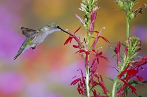 Ruby-throated Hummingbird (Archilochus colubris) on Scarlet Sage (Salvia coccinea) Marion Co