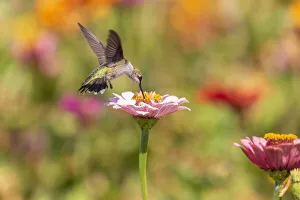 Images Dated 12th March 2021: Ruby-throated Hummingbird (Archilochus colubris) at Zinnias Union County, Illinois