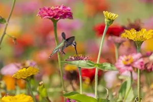 Ruby-throated Hummingbird (Archilochus colubris) at Zinnias Union County, Illinois