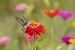Images Dated 12th March 2021: Ruby-throated Hummingbird (Archilochus colubris) at Zinnias Union County, Illinois