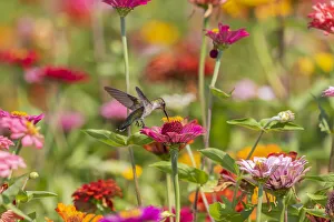 Ruby-throated Hummingbird (Archilochus colubris) at Zinnias Union County, Illinois
