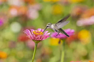 Ruby-throated Hummingbird (Archilochus colubris) at Zinnias Union County, Illinois