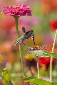 Images Dated 12th March 2021: Ruby-throated Hummingbird (Archilochus colubris) at Zinnias Union County, Illinois
