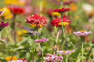 Ruby-throated Hummingbird (Archilochus colubris) at Zinnias Union County, Illinois