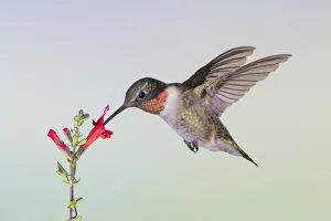 Nectaring Prints: Ruby-throated Hummingbird (Archilochus solubris) feeding