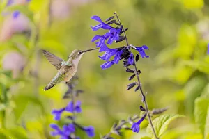 Ruby-throated hummingbird at black and blue salvia