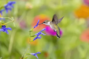 Nectaring Prints: Ruby-throated hummingbird at blue ensign salvia
