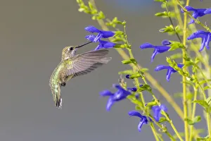 Images Dated 3rd March 2022: Ruby-throated hummingbird at blue ensign salvia