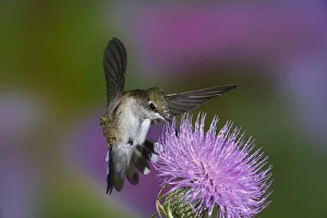 Ruby-throated hummingbird in flight at thistle flower, Archilochus colubris