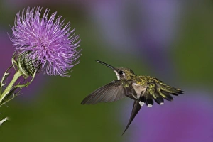 Images Dated 31st August 2009: Ruby-throated hummingbird in flight at thistle flower, Archilochus colubris