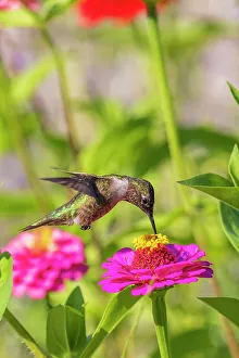 Immature Prints: Ruby-throated Hummingbird immature feeding on zinnia. Marion County, Illinois