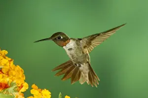 Humming Bird Prints: Ruby-throated Hummingbird Male feeding on Texas Lantana, New Braunfels, Texas, USA