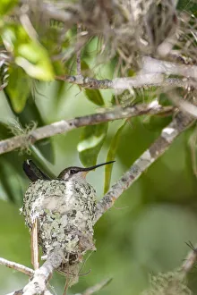 Camouflage Prints: Ruby-throated hummingbird on nest, Florida