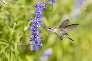 Nectaring Prints: Ruby-throated hummingbird at Victoria blue salvia