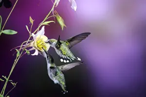 Ruby-throated Hummingbirds (Archilochus colubris) females at McKanas Hybrid Columbine