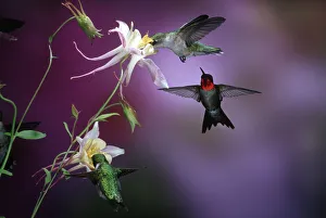 Ruby-throated Hummingbirds (Archilochus colubris) males & female at McKanas Hybrid Columbine