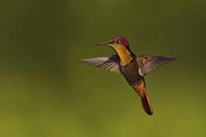 Ruby Topaz Hummingbird