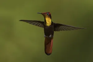 Images Dated 6th February 2017: Ruby Topaz Hummingbird
