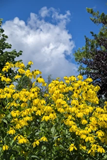 Asteraceae Prints: Rudbeckia hirta, USA