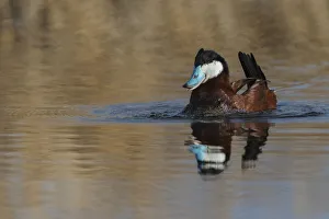 Diving Prints: Ruddy duck, courtship display