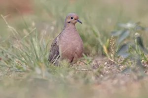 Ruddy ground dove, Rio Grande Valley, Texas