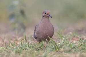 Ruddy ground dove, Rio Grande Valley, Texas