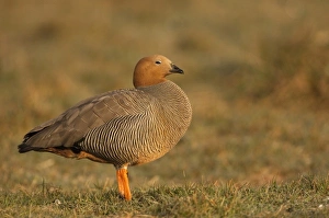 Ruddy-headed Goose (Chloephaga rubidiceps), Sea Lion Island, south of mainland, east