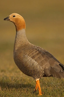Ruddy-headed Goose (Chloephaga rubidiceps), Sea Lion Island, south of mainland, east Ruddy-headed Goose (Chloephaga rubidiceps), Sea Lion Island, south of mainland, east