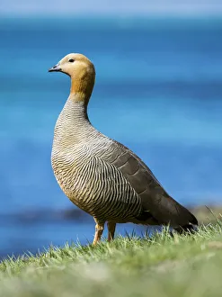 Ruddy-headed Goose (Chloephaga rubidiceps) in tidal area of Carcass Island. South America