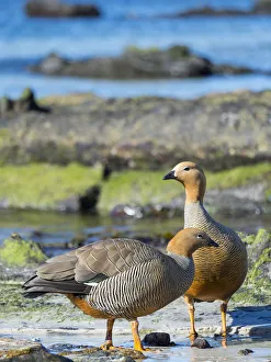 Overseas Territory Prints: Ruddy-headed Goose (Chloephaga rubidiceps) in tidal area of Carcass Island. South America