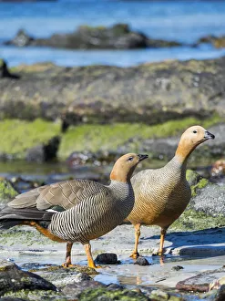 Ruddy-headed Goose (Chloephaga rubidiceps) in tidal area of Carcass Island, Falkland
