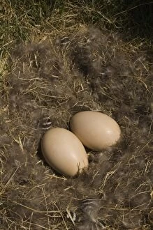 Images Dated 2nd December 2007: Ruddy-headed Goose nest (Chloephaga rubidiceps), Keppel Island, Falkland Islands