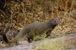 Images Dated 28th October 2006: Ruddy Mongoose (Herpestes smithii) Ranthambhore National Park. Rajasthan. INDIA